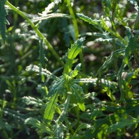 Oxford Ragwort